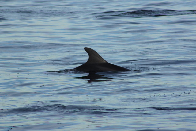 Dolfijn Pula